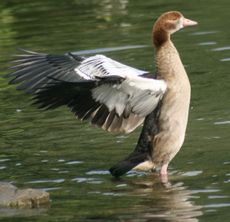 Junge-Nilgans-042.jpg